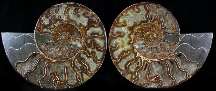 Wide Split Ammonite Pair - Agatized #37034